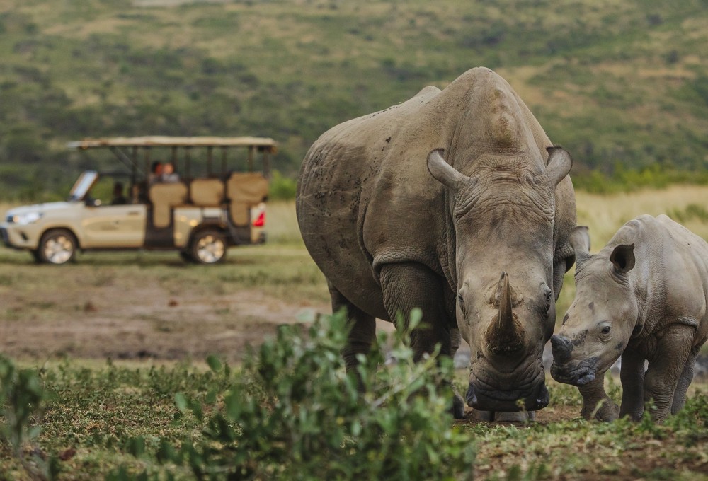 Fahrt zurück nach Südafrika und Pirschfahrt im Hluhluwe-iMfolozi-Park